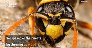 Why do wasps build nests? | Natural History Museum
