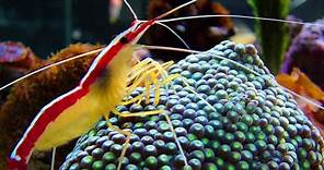 Facts: The Pacific Cleaner Shrimp
