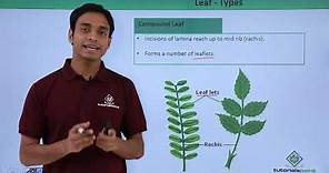 Class 11th – Leaf – Types | Morphology of Flowering Plants | Tutorials Point