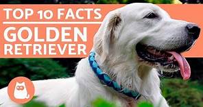 What to Know About Golden Retrievers - Top 10 Facts