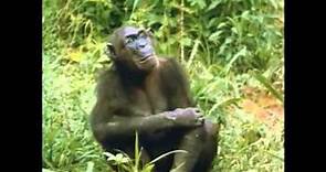 The Chimps of Gombe Part 6