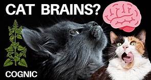 Everything You Need to Know About Cat Brains!