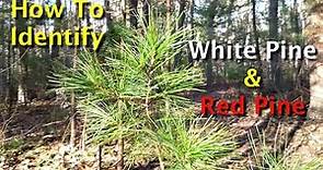 How To Identify White Pine & Red Pine Trees