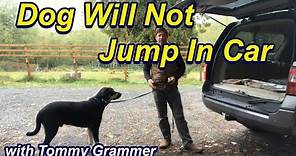 Dog will not jump in car