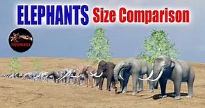 ELEPHANTS SIZE COMPARISON - Elephants and Mammoths Size Comparison. Evolución del Elefante