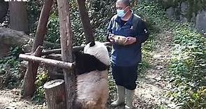 「熊貓界頂流」是牠 呆萌和花為何被喊「果賴」 | 世界新聞網