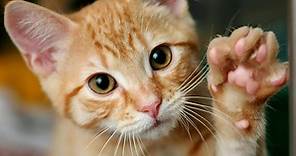 ¿Cuántos dedos tiene tu gato? Una gran razón para fijarse bien