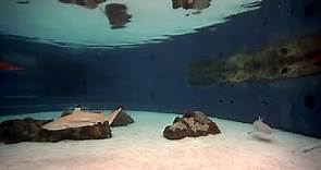 Shark Lagoon Camera