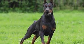 The Power of DOBERMAN, He was created for this