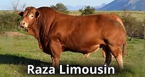 La raza de ganado Limousin. Características Generales