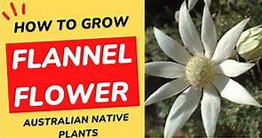 How To Grow Flannel Flower | Australian Native Plants