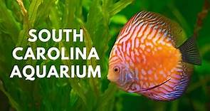 South Carolina Aquarium | Things to do in Charleston
