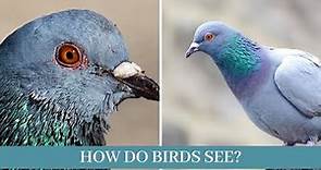 How birds see || How do Birds See || How birds see compare with humans [how birds see flowers]