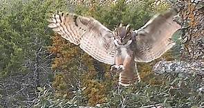 Great horned owls: Spectacular take-offs and landings