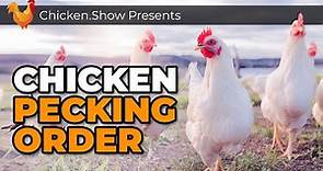 Understanding PECKING ORDER in a Flock of Backyard Chickens