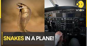 South Africa: Pilot experiences real 'snakes on a plane' moment | Latest World News | WION