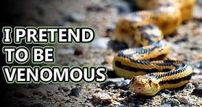 Gopher Snake facts: you are what you eat? | Animal Fact Files