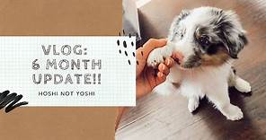 Australian Shepherd Blue Merle Puppy - 6 Month Growth Update!