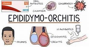 Epididymo-Orchitis | (epididymis)