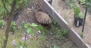 Groundhog in the yard