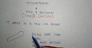 mycobacterium tuberculosis | mycobacterium cell wall structure | mycobacteria features | MTB