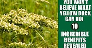 Yellow Dock Benefits: Top 10 Reasons You Need This Super Herb!