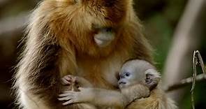 Así tratan los monos dorados a la primera cría que nace en primavera | National Geographic España