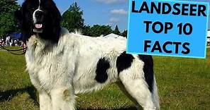 Landseer Dog Breed - TOP 10 Interesting Facts