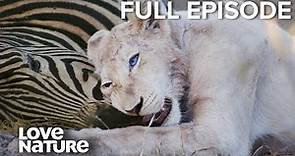 Extremely Rare White Lion Cubs Fight for Survival | White Lions Born Wild