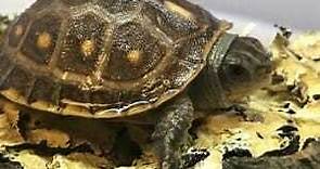 Box Turtles for Sale