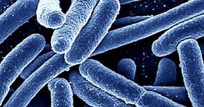 Symptoms of E. coli infection