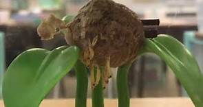 Watch a Praying Mantis Egg Case Hatch | Insect Lore
