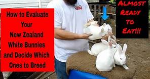 New Zealand White Rabbits - How to Evaluate Your New Zealand White Bunnies and Decide Who to Keep