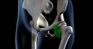 Hip Joint Range of Movement - 3D Medical Animation || ABP ©