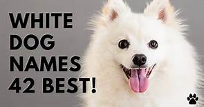 🐕 White Dog Names - 42 BEST & CUTE Ideas Like ✨ Sparkle | Names