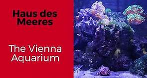 The world of water and fish Vienna zoological A trip to Vienna Haus des Meeres Assaf Henigsberg