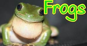 Hopping Frogs - A look at the amazing frog