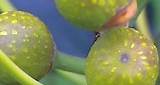 Fig Trees - Gardening Australia