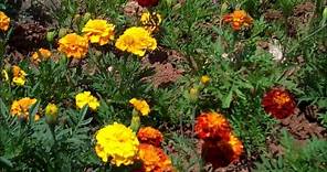 How to Grow Marigolds from Seed
