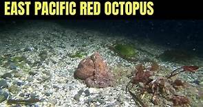 East Pacific Red Octopus 11 | Salish Sea Marine Wildlife
