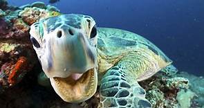 BBC One - Blue Planet II, Series 1, Coral Reefs