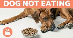 My DOG DOES NOT WANT TO EAT 🐶🥩 (7 Ways to Bring Back APPETITE ✅)