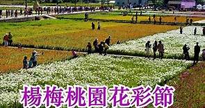 Taoyuan Flower Festival ~ 2020桃園花彩節楊梅展區 ~ 彩虹花田復刻老屋 * 市長蒞臨開幕百人茶席