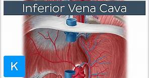 Inferior vena cava - Anatomy, Branches & Function - Human Anatomy | Kenhub