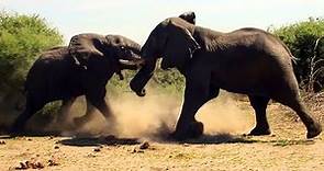 Elefantes Furiosos | 5 Batallas Épicas de Elefantes Captados En Cámara | elefante vs elefante
