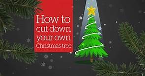 How to cut down your own Christmas tree
