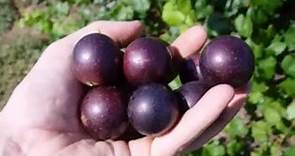Most Common and Useful Cultivars for Muscadine Production
