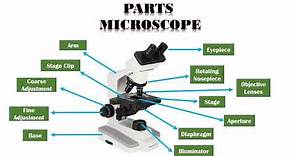 Microscope: Types, Parts and Function