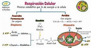 Respiración celular