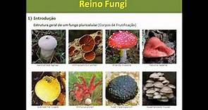 Reino Fungi – Características Gerais dos Fungos
